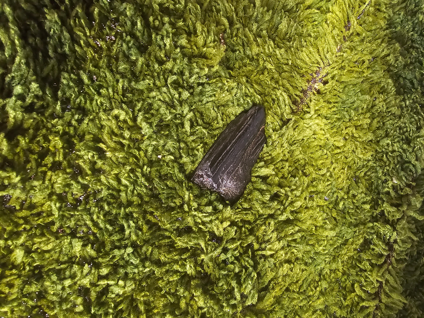 Michael (Bommel) WITSHBOX