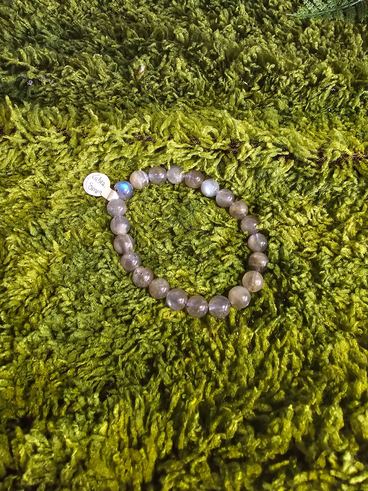 Jasmin Solve WITSHBOX